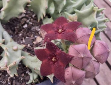 Preview: Caralluma melanantha